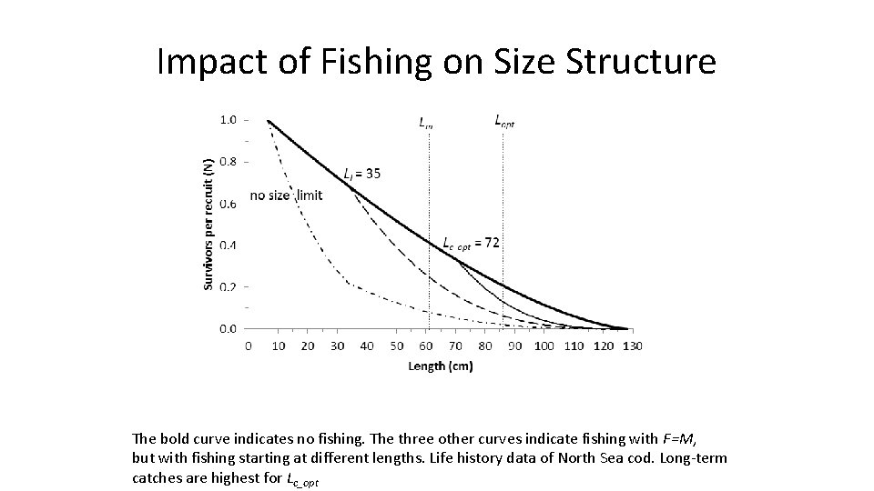 Impact of Fishing on Size Structure The bold curve indicates no fishing. The three Impact of Fishing on Size Structure The bold curve indicates no fishing. The three