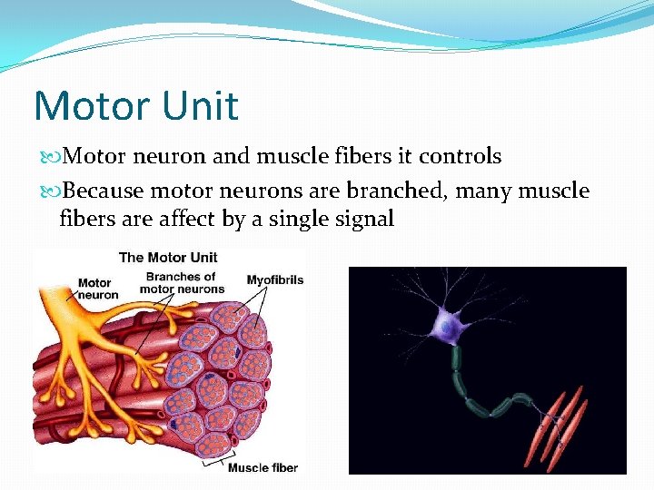 Motor Unit Motor neuron and muscle fibers it controls Because motor neurons are branched,