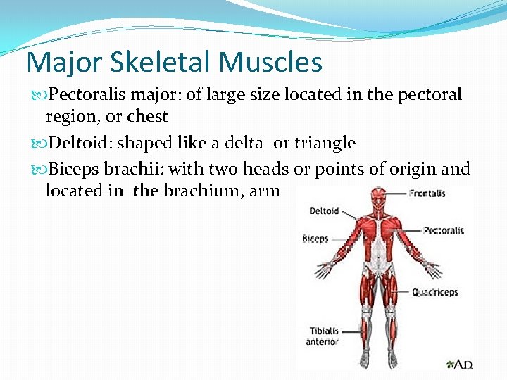 Major Skeletal Muscles Pectoralis major: of large size located in the pectoral region, or