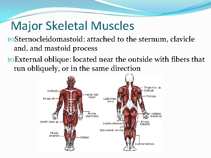 Major Skeletal Muscles Sternocleidomastoid: attached to the sternum, clavicle and, and mastoid process External