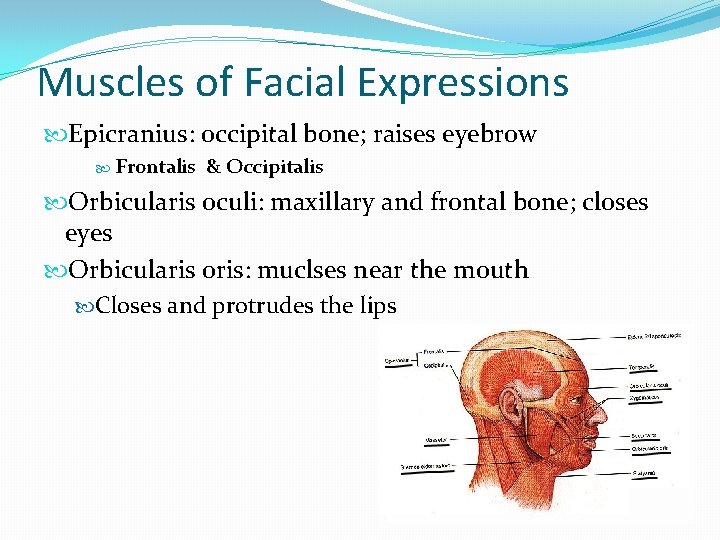 Muscles of Facial Expressions Epicranius: occipital bone; raises eyebrow Frontalis & Occipitalis Orbicularis oculi: