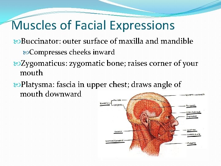 Muscles of Facial Expressions Buccinator: outer surface of maxilla and mandible Compresses cheeks inward