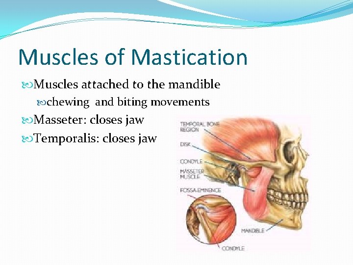 Muscles of Mastication Muscles attached to the mandible chewing and biting movements Masseter: closes