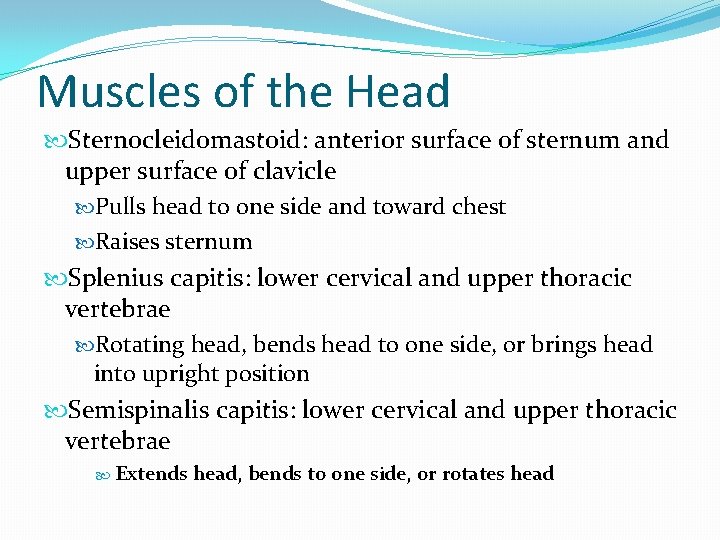 Muscles of the Head Sternocleidomastoid: anterior surface of sternum and upper surface of clavicle