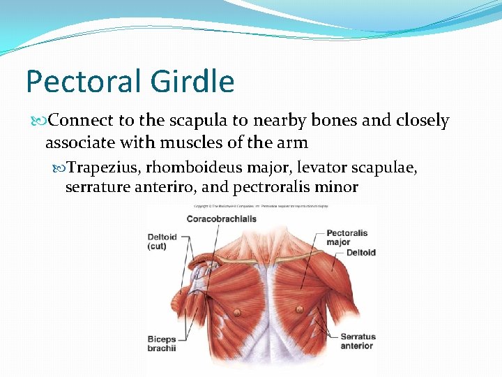 Pectoral Girdle Connect to the scapula to nearby bones and closely associate with muscles