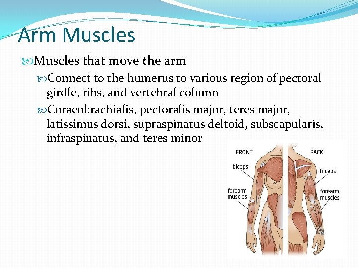 Arm Muscles that move the arm Connect to the humerus to various region of