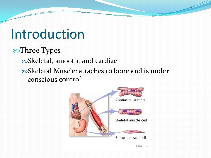Introduction Three Types Skeletal, smooth, and cardiac Skeletal Muscle: attaches to bone and is