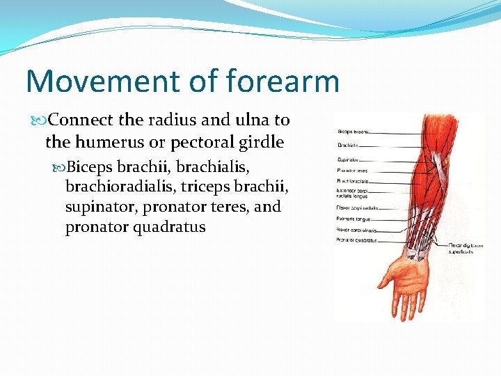 Movement of forearm Connect the radius and ulna to the humerus or pectoral girdle
