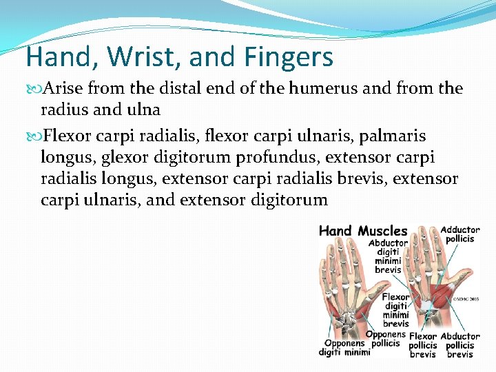 Hand, Wrist, and Fingers Arise from the distal end of the humerus and from