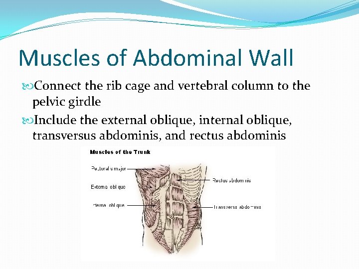 Muscles of Abdominal Wall Connect the rib cage and vertebral column to the pelvic