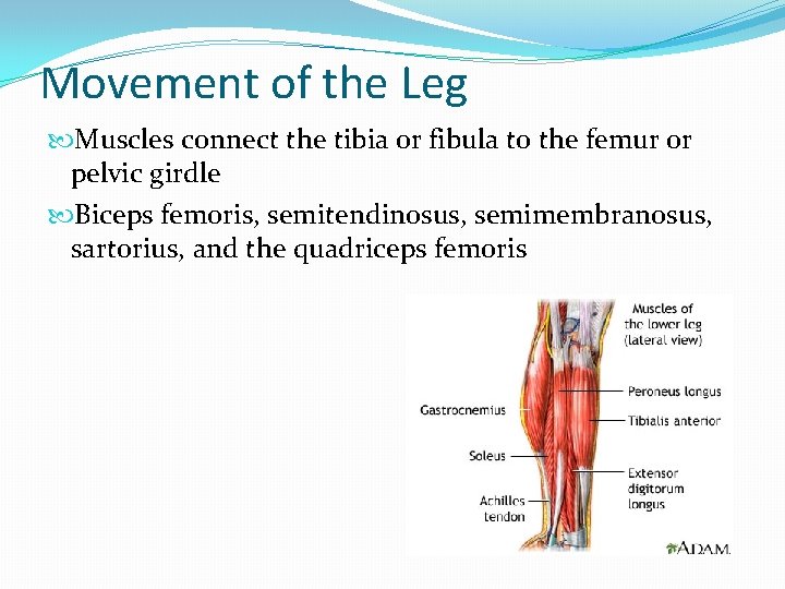 Movement of the Leg Muscles connect the tibia or fibula to the femur or