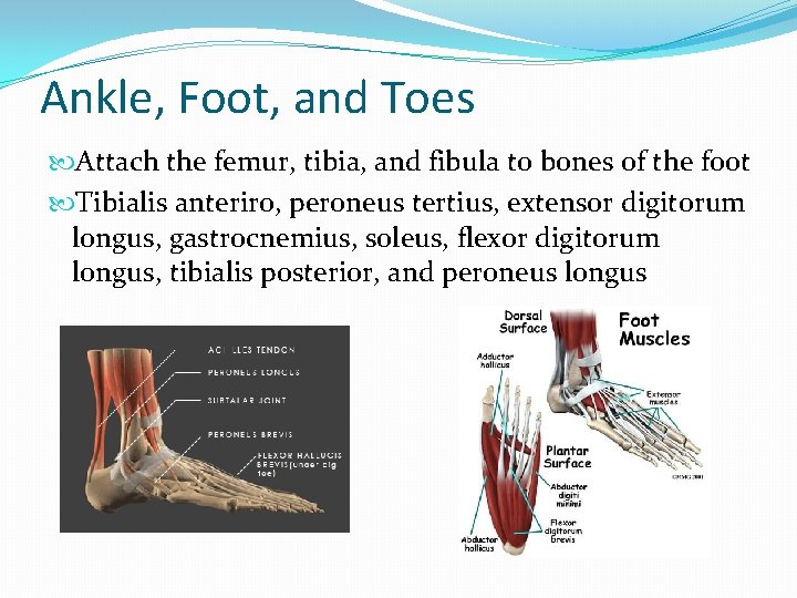 Ankle, Foot, and Toes Attach the femur, tibia, and fibula to bones of the