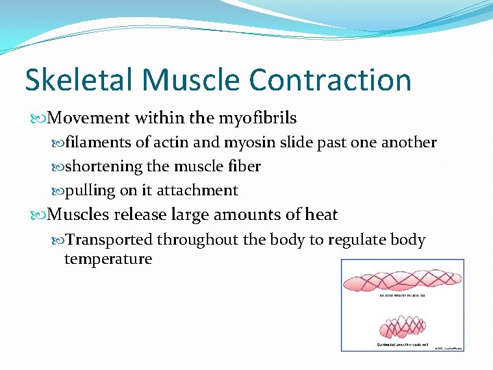 Skeletal Muscle Contraction Movement within the myofibrils filaments of actin and myosin slide past