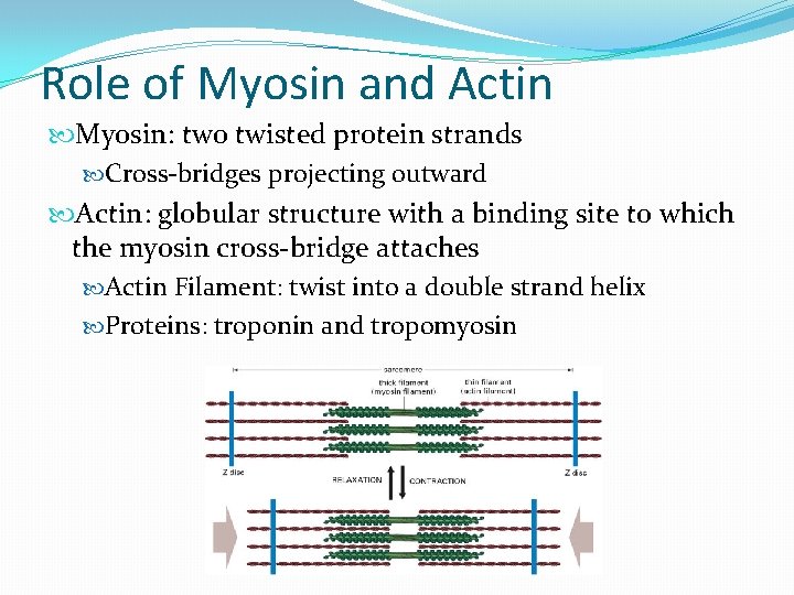 Role of Myosin and Actin Myosin: two twisted protein strands Cross-bridges projecting outward Actin: