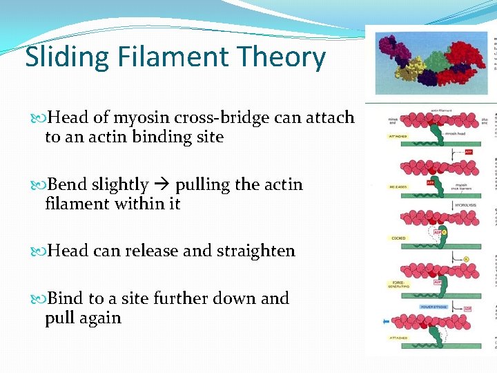 Sliding Filament Theory Head of myosin cross-bridge can attach to an actin binding site