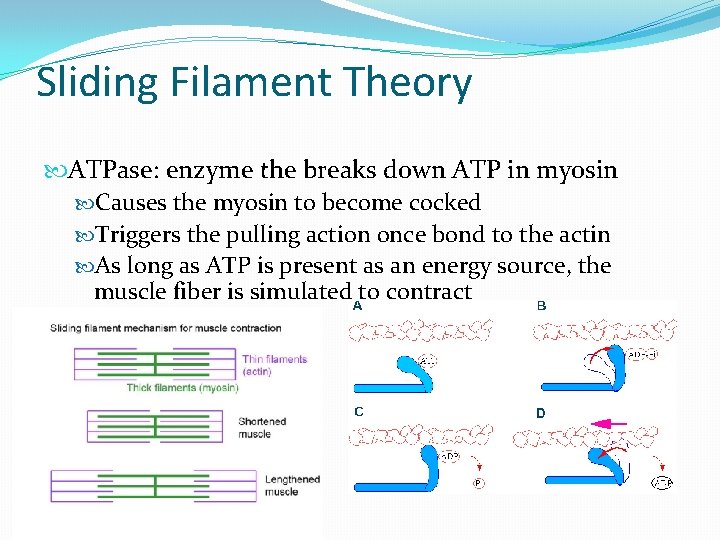 Sliding Filament Theory ATPase: enzyme the breaks down ATP in myosin Causes the myosin