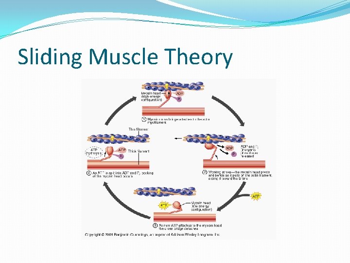 Sliding Muscle Theory 