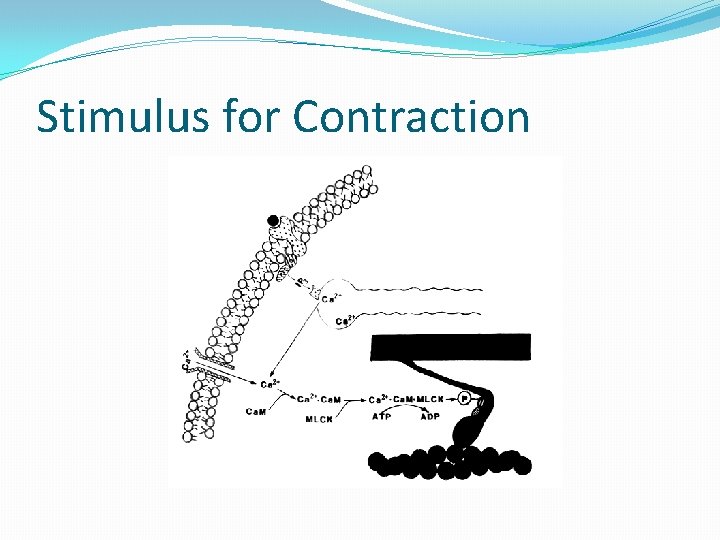 Stimulus for Contraction 