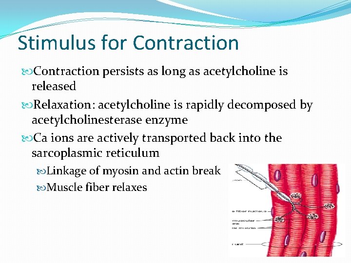 Stimulus for Contraction persists as long as acetylcholine is released Relaxation: acetylcholine is rapidly