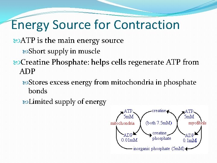 Energy Source for Contraction ATP is the main energy source Short supply in muscle