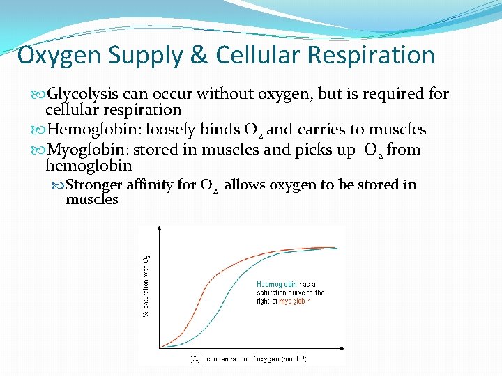 Oxygen Supply & Cellular Respiration Glycolysis can occur without oxygen, but is required for