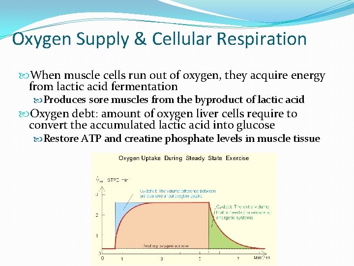 Oxygen Supply & Cellular Respiration When muscle cells run out of oxygen, they acquire