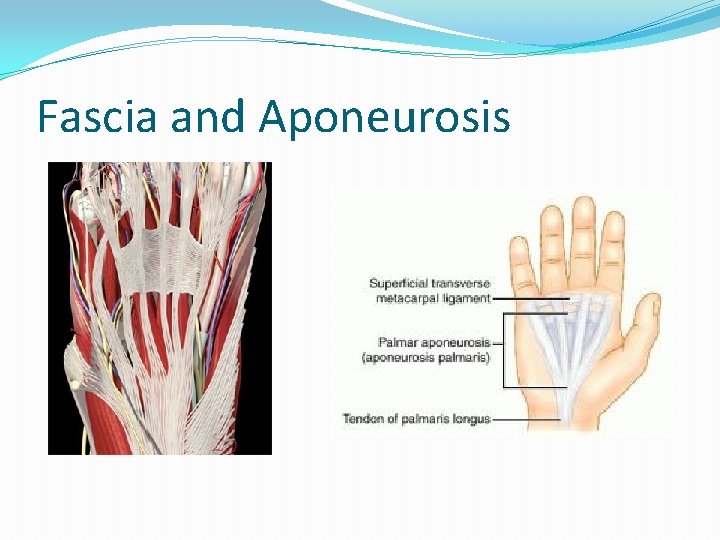 Fascia and Aponeurosis 