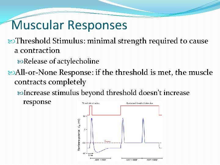 Muscular Responses Threshold Stimulus: minimal strength required to cause a contraction Release of actylecholine