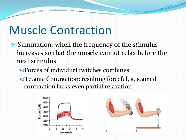 Muscle Contraction Summation: when the frequency of the stimulus increases so that the muscle