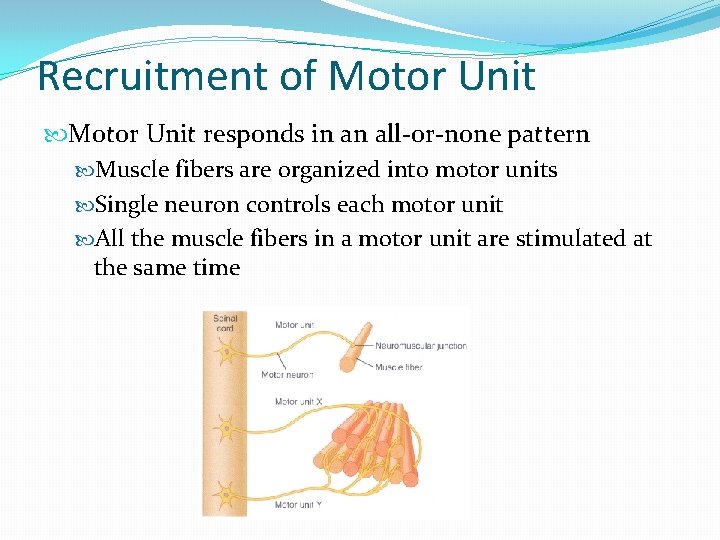 Recruitment of Motor Unit responds in an all-or-none pattern Muscle fibers are organized into