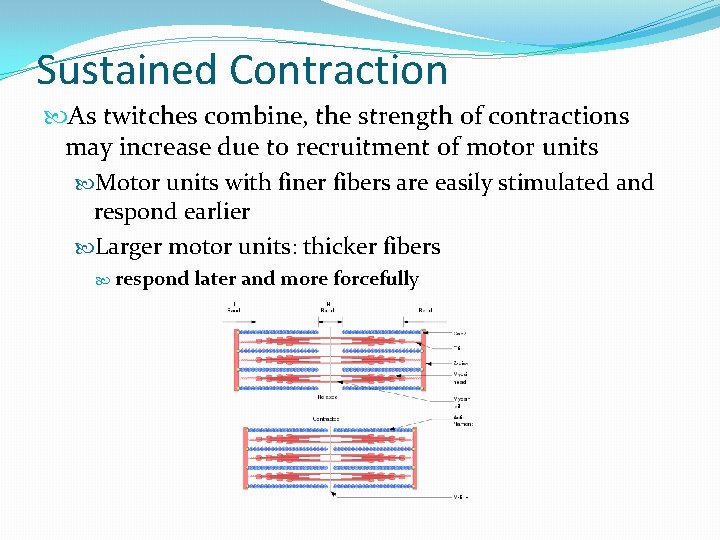 Sustained Contraction As twitches combine, the strength of contractions may increase due to recruitment