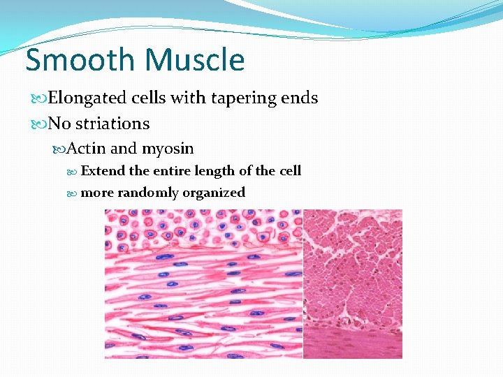 Smooth Muscle Elongated cells with tapering ends No striations Actin and myosin Extend the