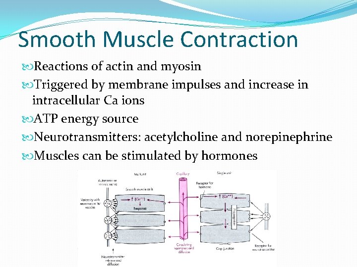 Smooth Muscle Contraction Reactions of actin and myosin Triggered by membrane impulses and increase