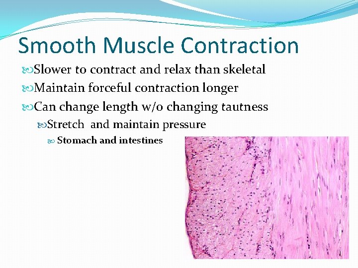 Smooth Muscle Contraction Slower to contract and relax than skeletal Maintain forceful contraction longer