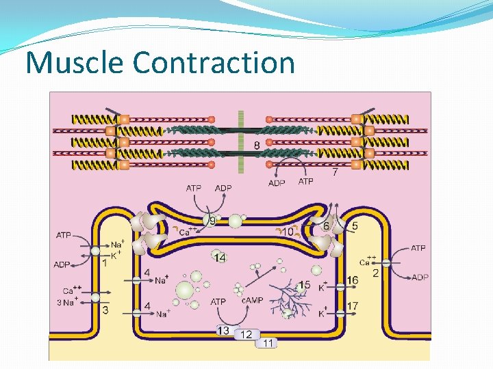 Muscle Contraction 