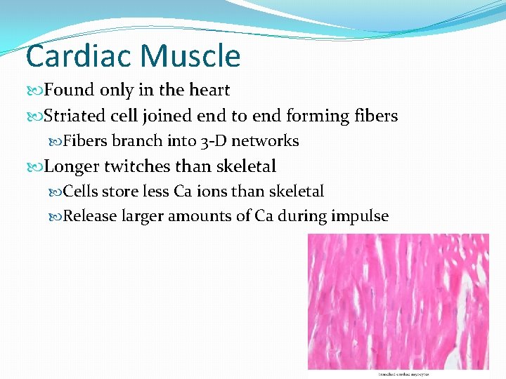 Cardiac Muscle Found only in the heart Striated cell joined end to end forming