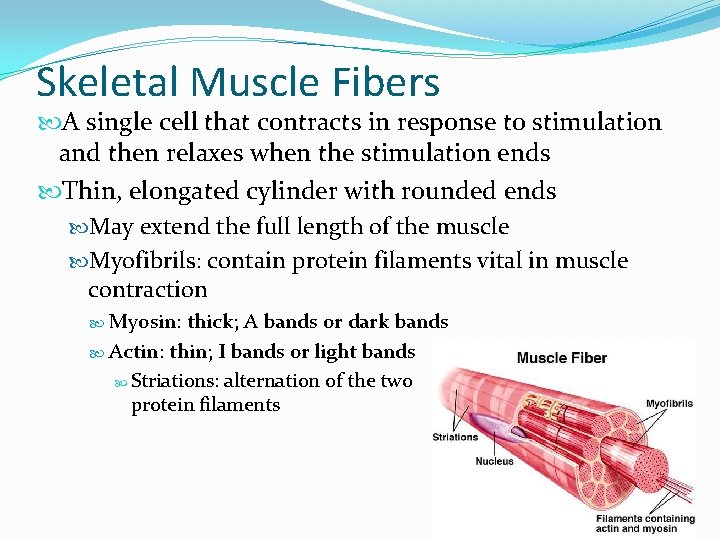 Skeletal Muscle Fibers A single cell that contracts in response to stimulation and then