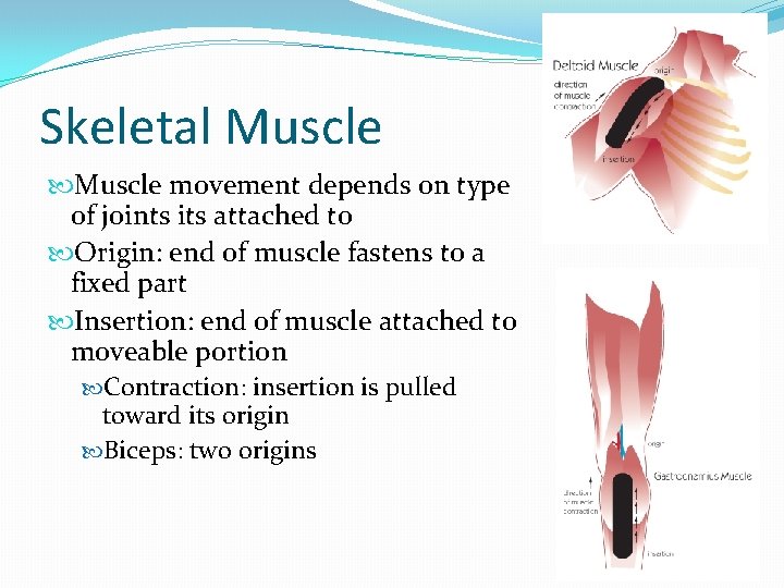 Skeletal Muscle movement depends on type of joints its attached to Origin: end of