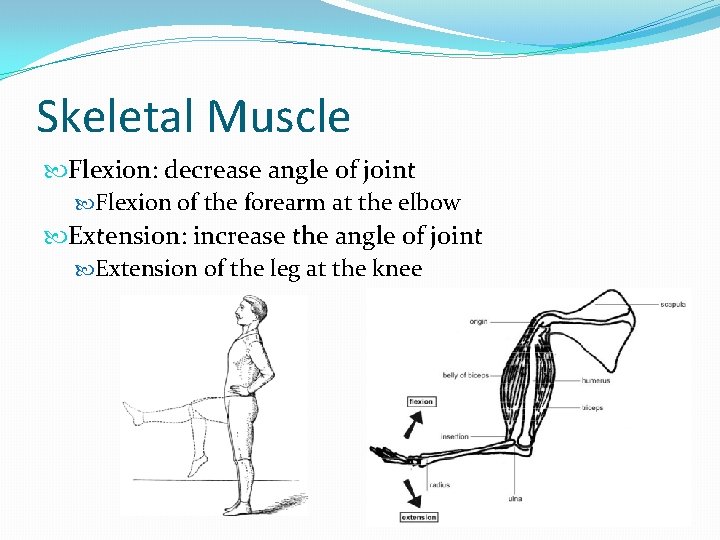 Skeletal Muscle Flexion: decrease angle of joint Flexion of the forearm at the elbow