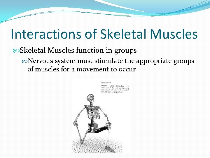 Interactions of Skeletal Muscles function in groups Nervous system must stimulate the appropriate groups