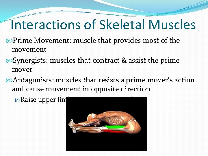 Interactions of Skeletal Muscles Prime Movement: muscle that provides most of the movement Synergists: