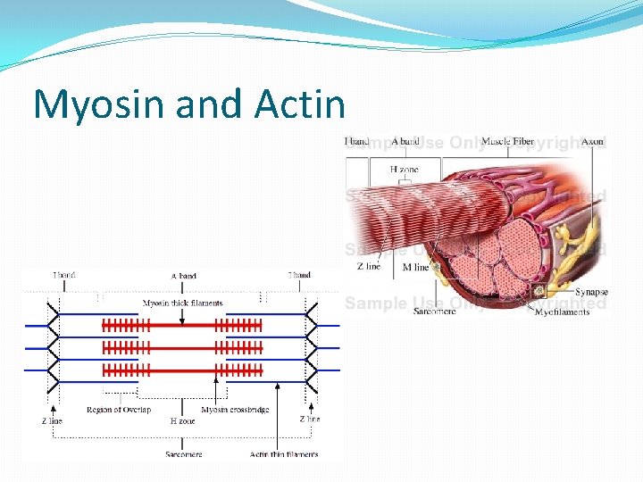 Myosin and Actin 