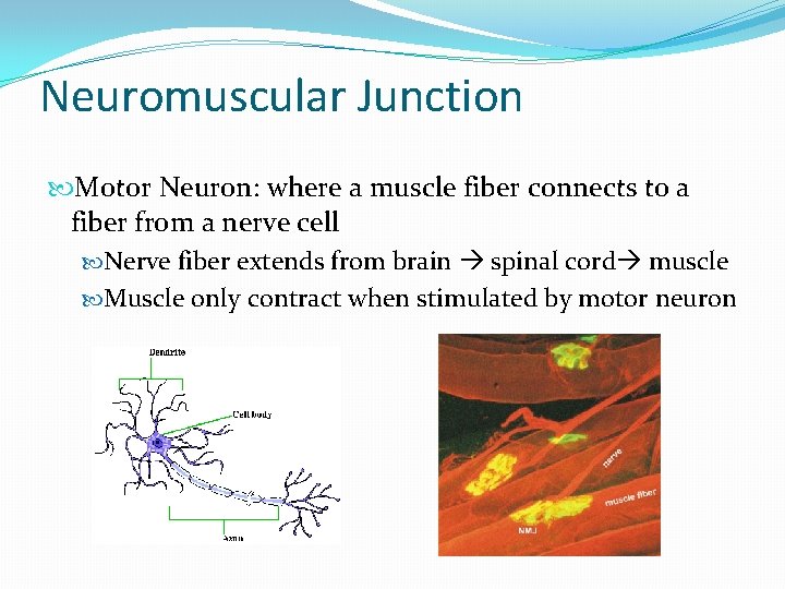 Neuromuscular Junction Motor Neuron: where a muscle fiber connects to a fiber from a