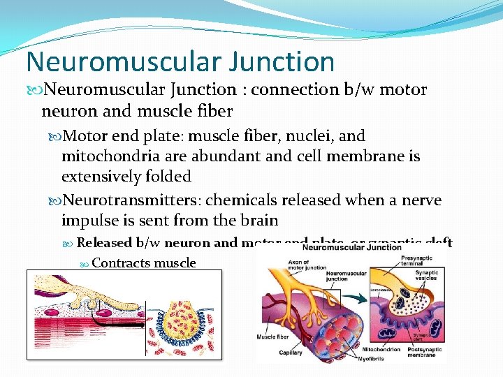 Neuromuscular Junction : connection b/w motor neuron and muscle fiber Motor end plate: muscle
