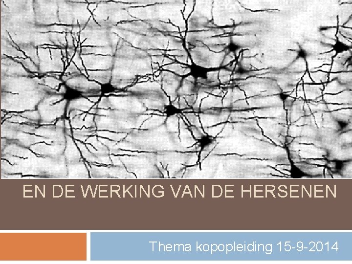 HET CONCEPT ‘LEREN’ EN DE WERKING VAN DE HERSENEN Thema kopopleiding 15 -9 -2014 HET CONCEPT ‘LEREN’ EN DE WERKING VAN DE HERSENEN Thema kopopleiding 15 -9 -2014