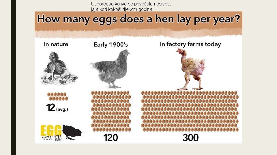 Usporedba koliko se povećala nesivost jaja kod kokoši tijekom godina 