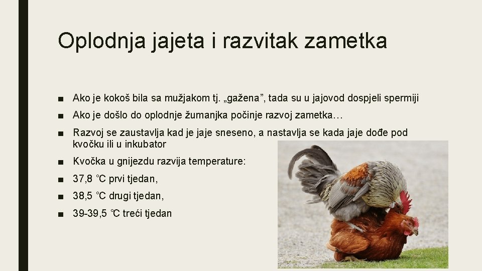 Oplodnja jajeta i razvitak zametka ■ Ako je kokoš bila sa mužjakom tj. „gažena”,