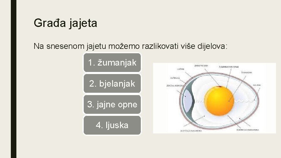 Građa jajeta Na snesenom jajetu možemo razlikovati više dijelova: 1. žumanjak 2. bjelanjak 3.