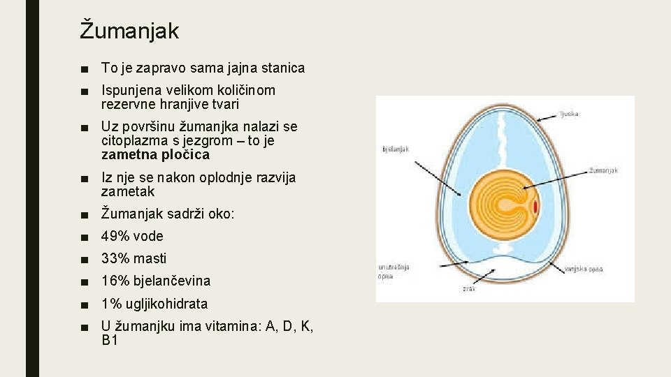 Žumanjak ■ To je zapravo sama jajna stanica ■ Ispunjena velikom količinom rezervne hranjive