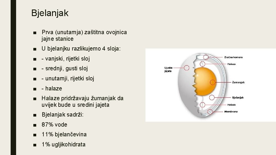 Bjelanjak ■ Prva (unutarnja) zaštitna ovojnica jajne stanice ■ U bjelanjku razlikujemo 4 sloja: